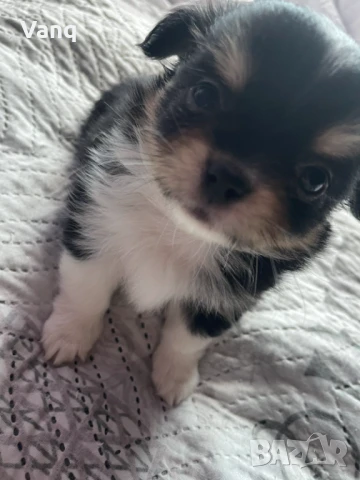 Чихуахуа Възможност за доставка , снимка 1