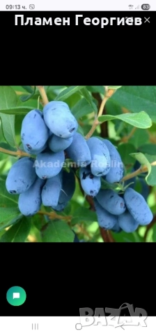 Лоницера Камчатика Войтек - Майска боровинка 