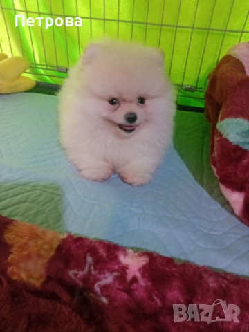 Мини померанчета момченца, снимка 4 - Померан - 52473539