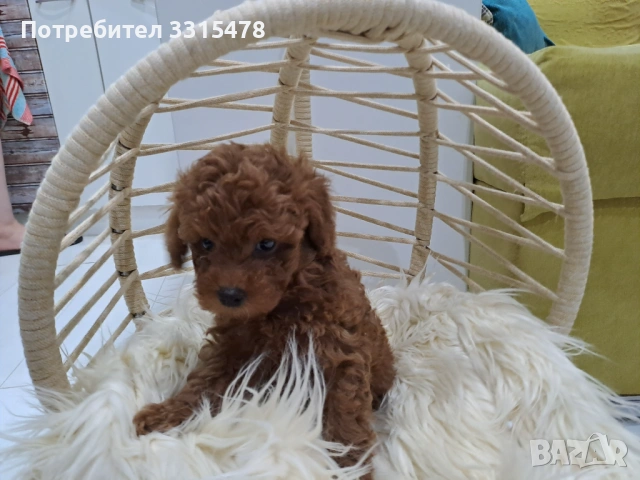 Той Пудели, снимка 3 - Пудели - 53807475