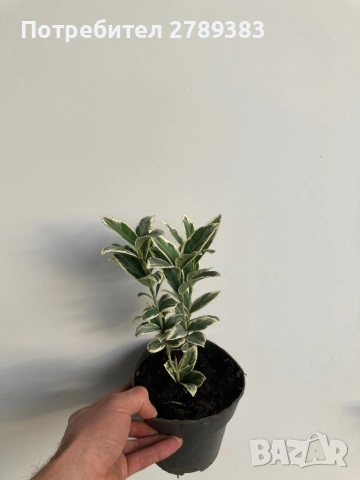 Евонимус , зелен , бяло зелен , жълто зелен, снимка 2 - Градински цветя и растения - 53071393