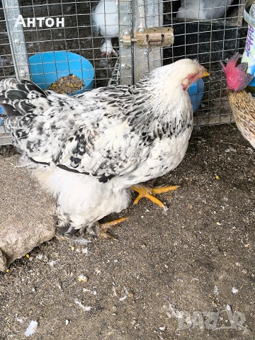 свободни петлета джинки., снимка 8 - Кокошки и пуйки - 53458445