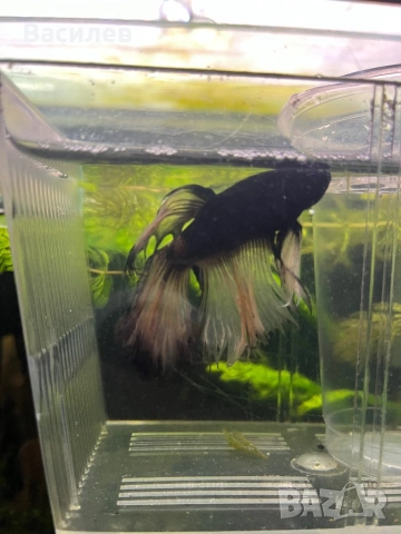 Мъжка рибка бета