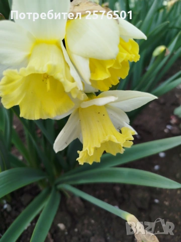 Продавам различни сортове нарциси и коледници, снимка 4 - Сортови семена и луковици - 54037499