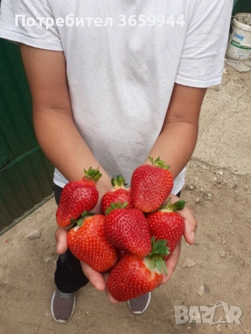 🌱 Качествен Разсад Ягоди и Малини – Директно от Производител!, снимка 6 - Градински цветя и растения - 53638416