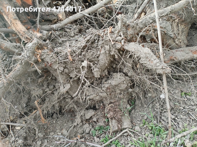 Корени от Орех , снимка 8 - Маси - 53940890