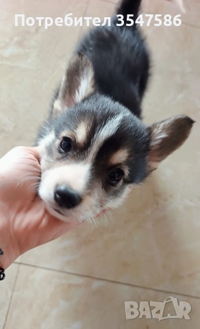 Трицветни кученца Уелско корги пембрук - мъжки