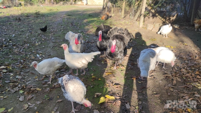 Мисирки, снимка 3 - Кокошки и пуйки - 52568955
