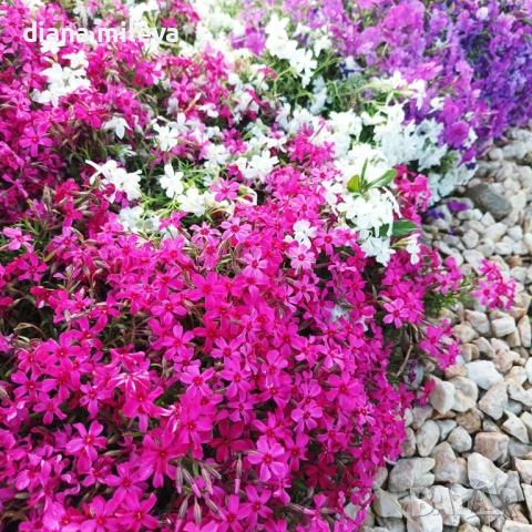  Флокс Scarlet Flame, почвопокривен, многогодишен, студоустойчив, снимка 2 - Градински цветя и растения - 53865758