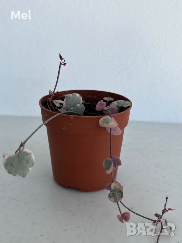 Церопегия вариегатна/Ceropegia Woodii variegata/Низ от сърца, снимка 5 - Стайни растения - 45607429