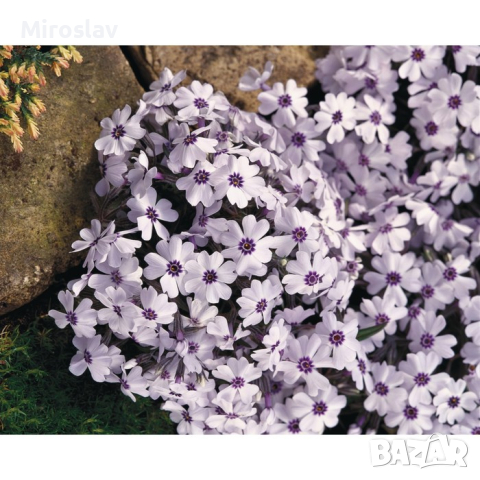 Флокс Многогодишно каскадно цвете , снимка 5 - Градински цветя и растения - 13733297