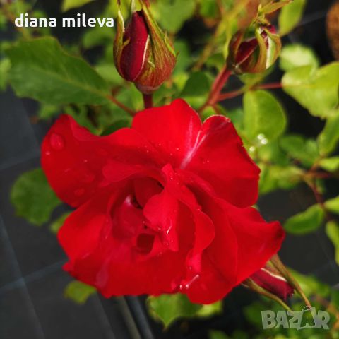 Роза "La Sevillana" (Rose La Sevillana), снимка 5 - Градински цветя и растения - 46073618