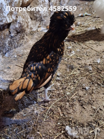 Падуанки , снимка 4 - други­ - 52336449