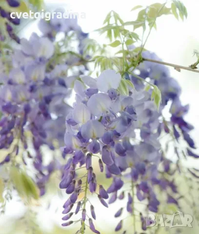 Wisteria Geisha (Вистерия Гейша