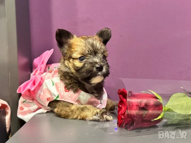 Мини йоркширски териер , снимка 1