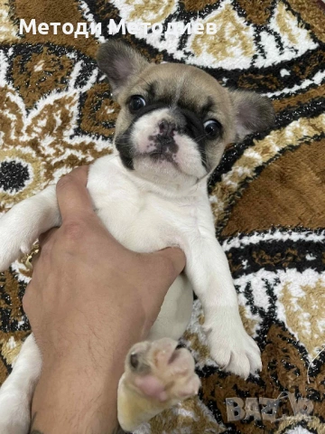 Френски булдог, снимка 3 - Френски булдог - 53032861