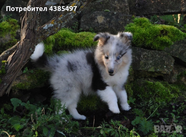 Кученца Шелти женска, снимка 4 - Други - 52802202