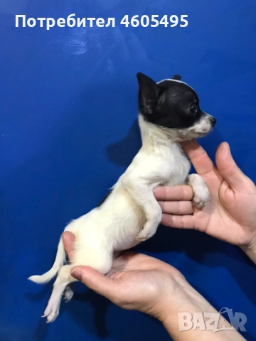 Мини ЧихуПинчери Арлекин