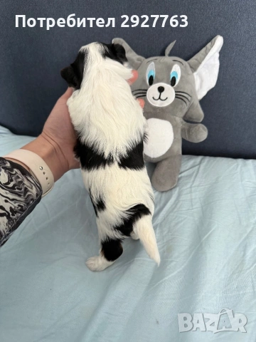 Йоркширски териер бивер, снимка 2 - Йоркширски териер - 53721743