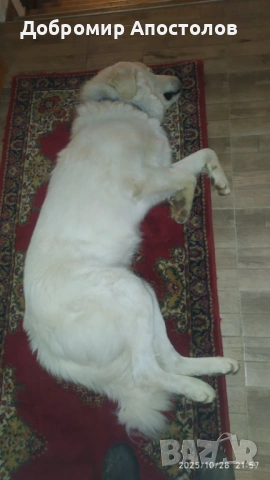 Българско овчарско куче - каракачанка, снимка 4 - Каракачанска овчарка - 53763685