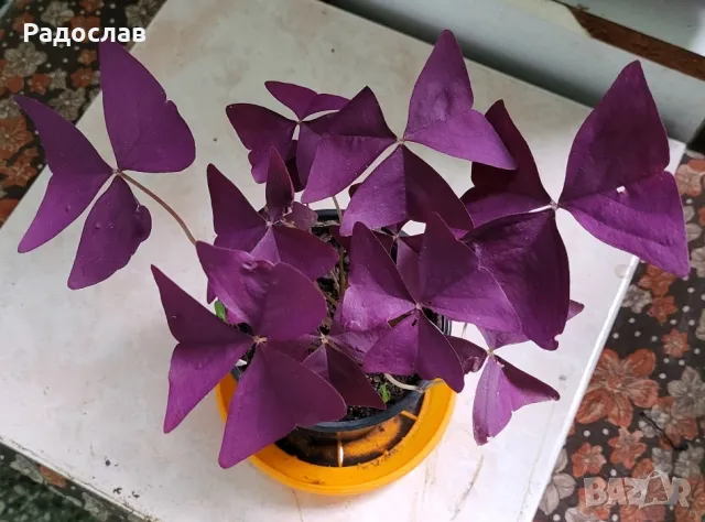 Продавам красива лилава детелина цвете , снимка 2 - Стайни растения - 47079779