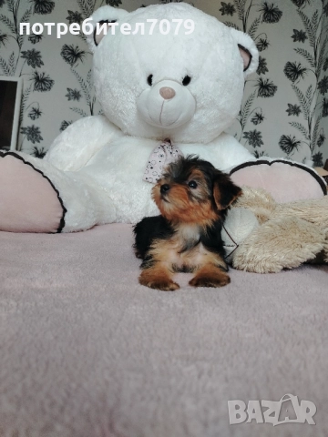 Йоркширски териер мини, снимка 1