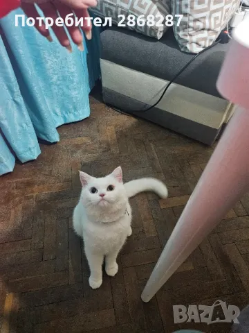 британец за разплод, снимка 7 - Британска късокосместа - 50420839