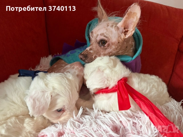 Китайско качулато куче (голо), снимка 13 - Други - 52849634