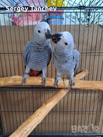 Папагали жако, снимка 4 - Папагали - 52689764