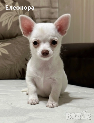 Прекрасно Мъжко Чихуахуа, снимка 2 - Чихуахуа - 53845753