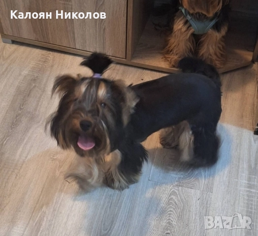 Йоркширски Териер, снимка 3 - Йоркширски териер - 52484822