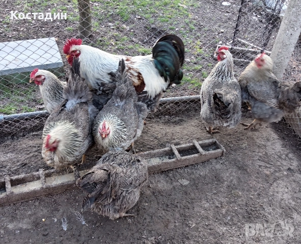 Разподни яйца , снимка 6 - Кокошки и пуйки - 53142090