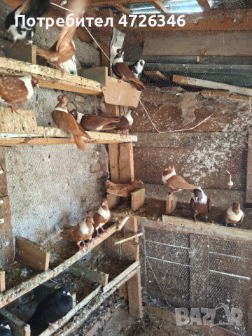 Гълаби, снимка 5 - Гълъби - 53423080