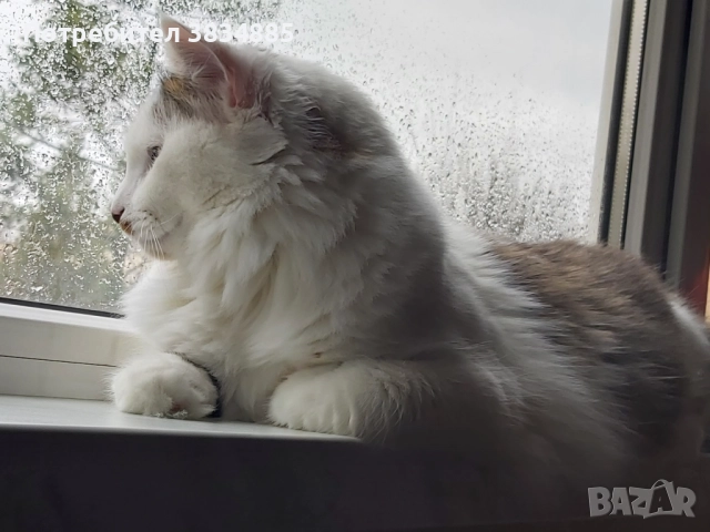 Сибирски котарак , снимка 4 - Сибирски - 46395945