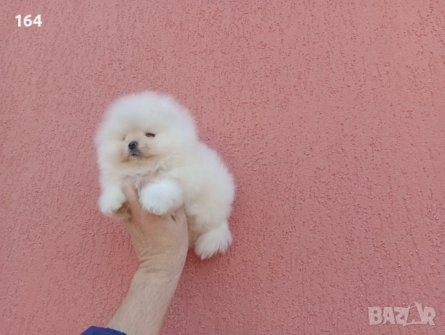 Бял мъжки Померан. Реални снимки!, снимка 6 - Померан - 52665502