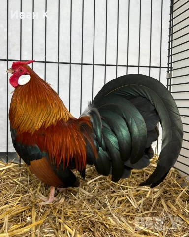 Продавам златен Розкомб., снимка 16 - Кокошки и пуйки - 44995697