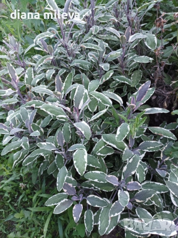 Шарена Салвия, Salvia officinalis, многогодишна, снимка 7 - Градински цветя и растения - 54010921