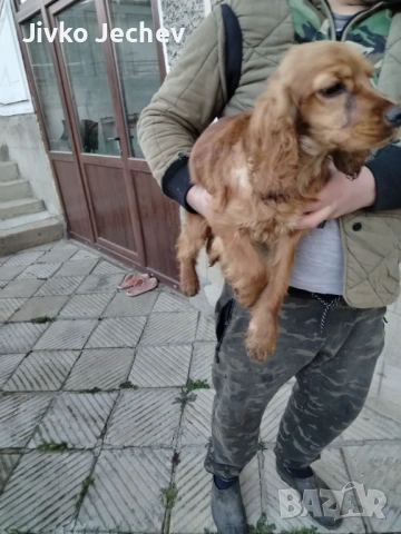 Кокер Шпаньол , снимка 4 - Кокер шпаньол - 53697131