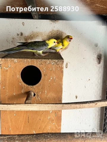 Чифтове Пенантови розели