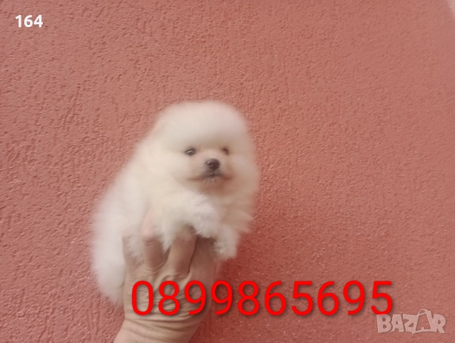 Померани. Момиче и момче. Реални снимки от 08.02.26 г., снимка 5 - Померан - 53324476