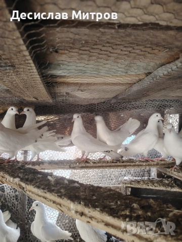 Гълъби, снимка 11 - Гълъби - 54093469
