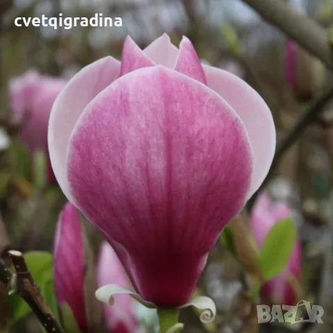 Magnolia Winelight (Магнолия Винена светлина)