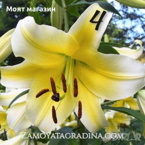 Лилиум пет вида, снимка 4 - Градински цветя и растения - 53646101