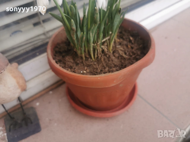 КОКИЧЕТА 2026 С ЛУКОВИЦИ 0602261329, снимка 7 - Градински цветя и растения - 53380889