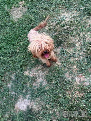 Той Пудел , снимка 5 - Пудели - 51161187