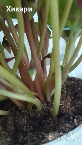 Циклама с едър цвят , снимка 10 - Стайни растения - 53539443