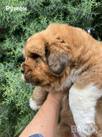 Лъвче за двор-Saintbermastiff