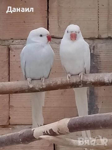 Малък Александър , снимка 4 - Папагали - 53636026