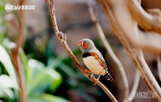 Nikon AF 35-70mm f/2.8D Nikkor обектив Никон #2/4, снимка 13 - Обективи и филтри - 52248051