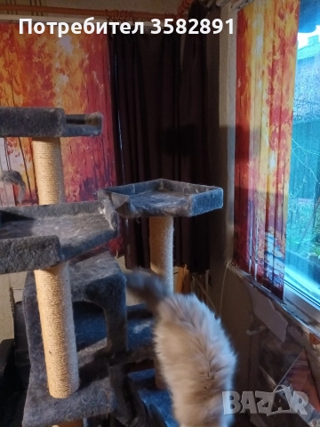 КАТЕРУШКА, снимка 6 - Персийска - 52590689